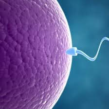 Female infertility